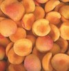 Frozen Apricot