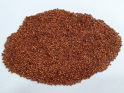 Red Royal Quinoa