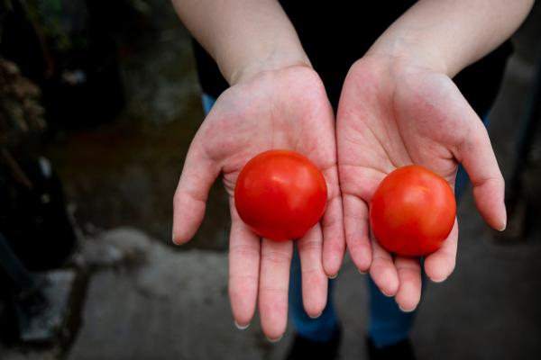 Scientists have unlocked the vitamin D potential of tomatoes, study says