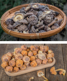dried edible mushroomse mushrooms
