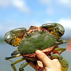 Blue crab