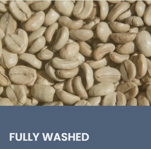 Fully Washed SPECIALTY GREEN COFFEES
