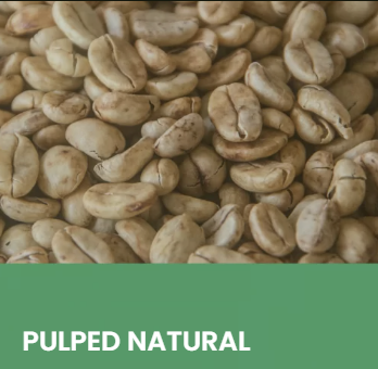 PULPED NATURAL SPECIALTY GREEN COFFEES