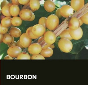 BOURBON SPECIALTY GREEN COFFEES