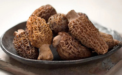 How To Correctly Store Fresh Morels