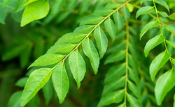 How, Exactly, Do You Store Curry Leaves?