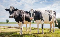 Dairy giants FrieslandCampina and Milcobel announce intention to merge