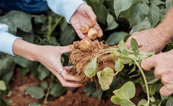 Molecular farming start-up begins field cultivation of egg protein-producing potatoes