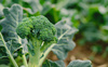 UK at risk of cauliflower and broccoli shortage due to extreme weather conditions