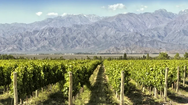 High Vs Low Elevation Wine: Is There Really A Difference?