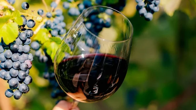 High Vs Low Elevation Wine: Is There Really A Difference?