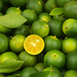 CALAMANSI