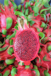 DRAGON FRUIT