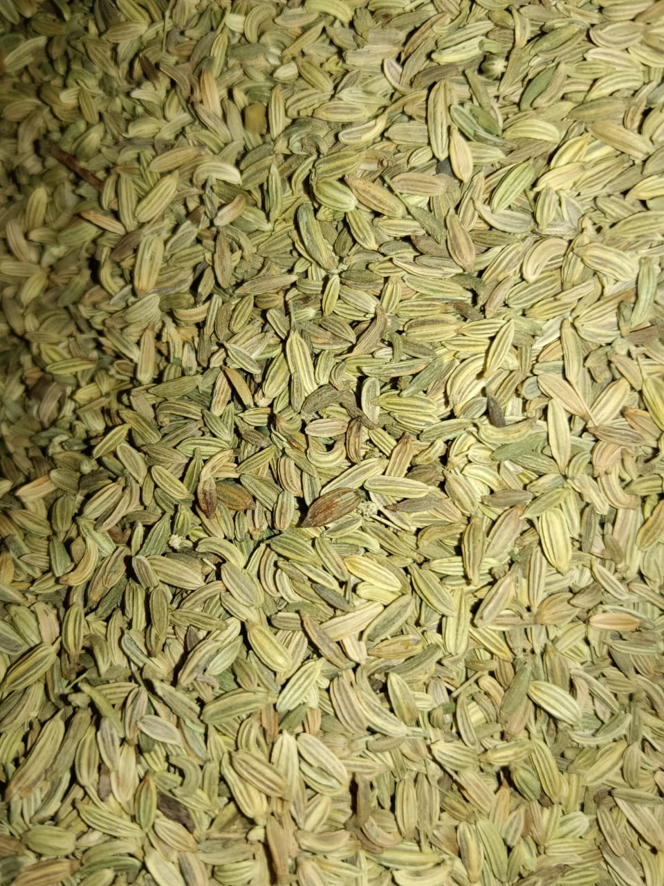 FENNEL  SEEDS